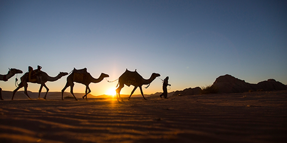 Camel Race Tracking