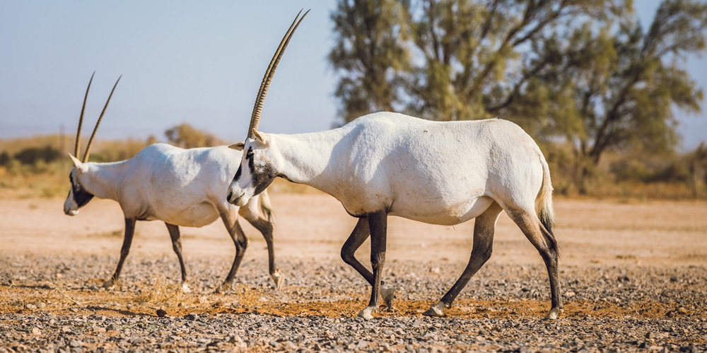 Shaumari Wildlife Reserve